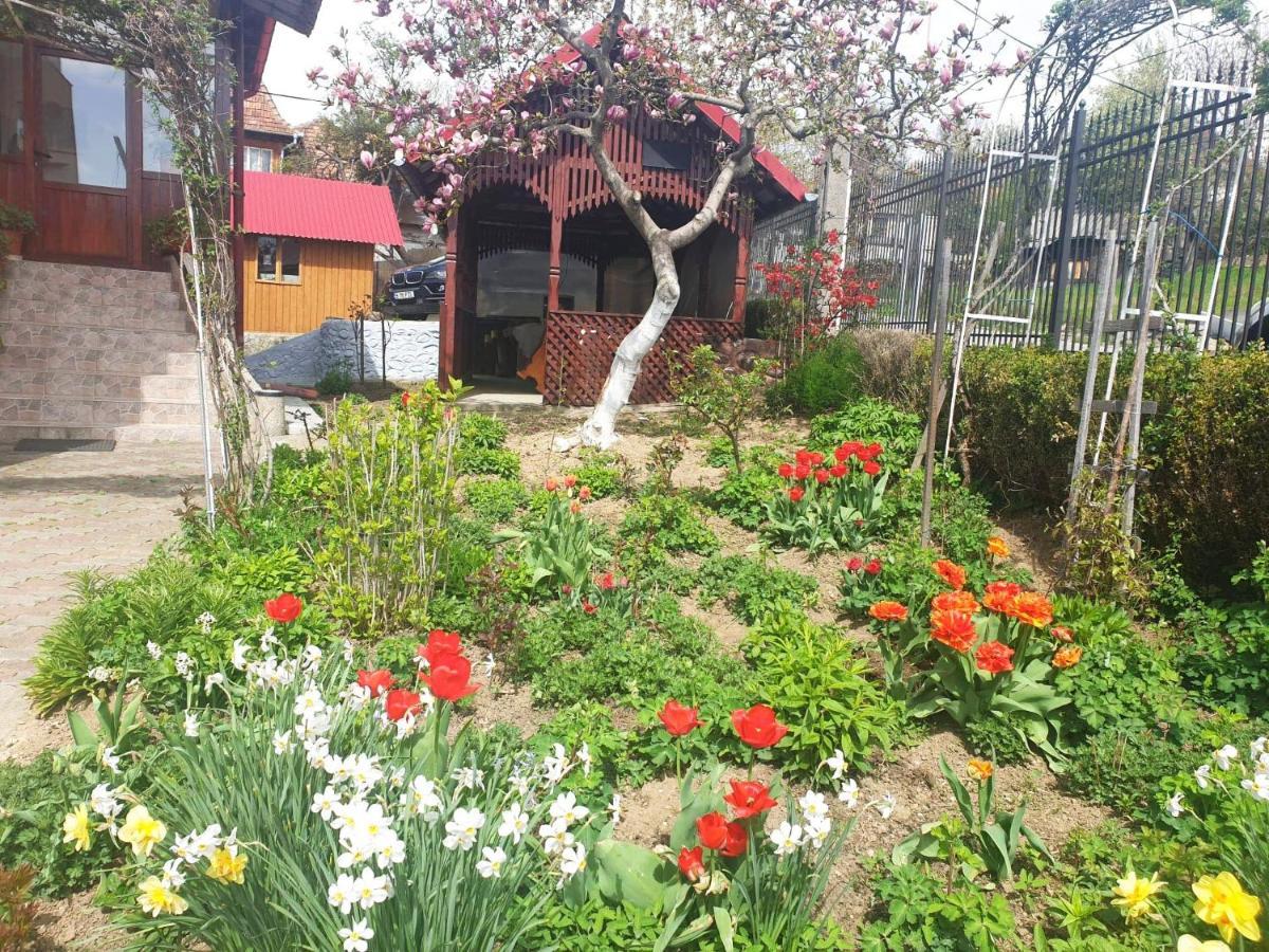 Pensiunea Dana Guest house