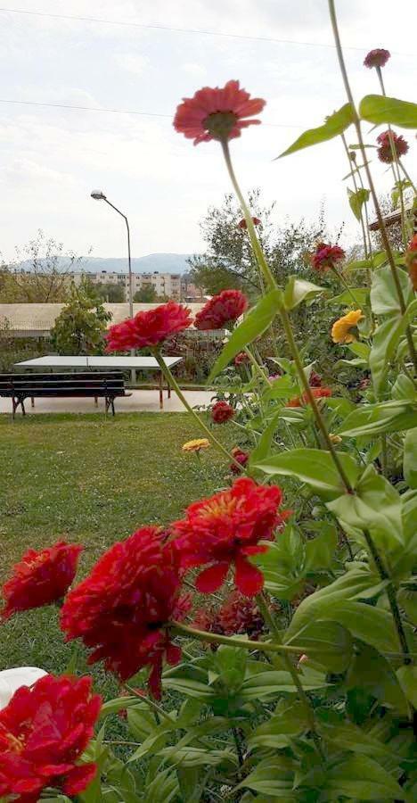 Guest house Pensiunea Dana 3*